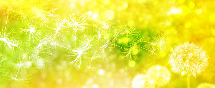 Fluffy dandelion flower against the background of the summer lan
