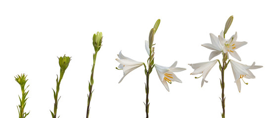 Fototapeta na wymiar The sequence Lilium candidum or the Madonna lily on a white back