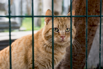 Another portrait of a homeless street cat