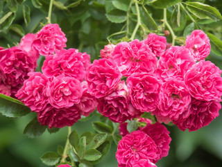 Bush of beautiful pink roses