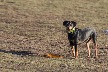 Hund beim Apportieren