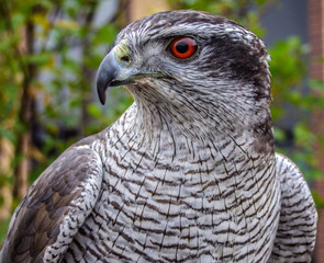 Goshawk