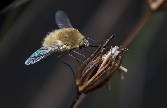 fly buzzed in a native habitat on a meadow