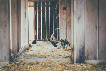 rooster © tina