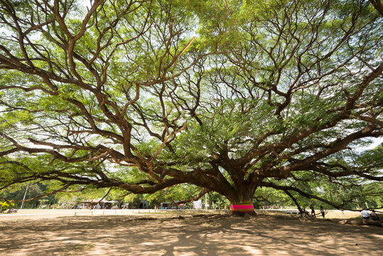 giantic tree
