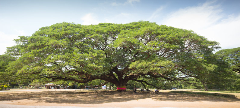 giantic tree
