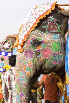 colorful elephant , festival , Jaipur, Rajasthan, India