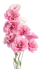 bunch of pink eustoma flowers