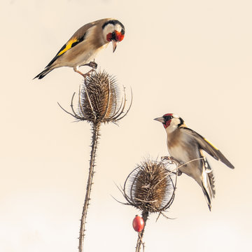 chardons et Chardonnerets