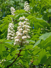 Kastanienblüten, Rosskastanie