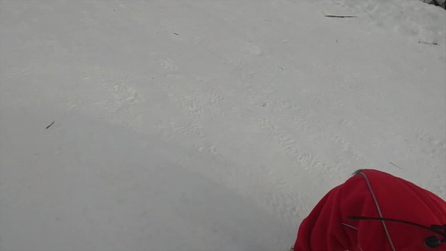 Bassotto corre sulla neve video rallenty