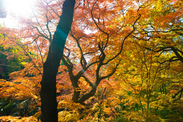 Obraz premium 紅葉