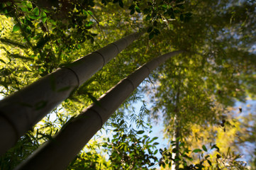 Fototapeta premium Bamboo