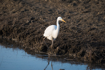 Airone bianco Ardea alba