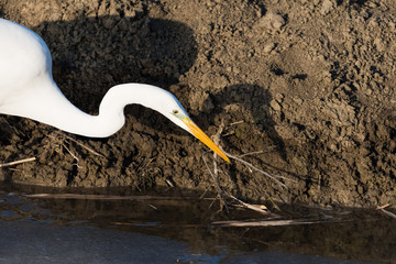 Airone bianco Ardea alba