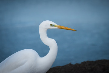 Airone bianco Ardea alba