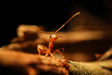 Weaver ant under the light
