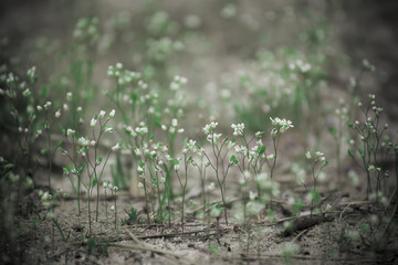 White tender spring flowers, growing at forest. Seasonal natural floral hipster background