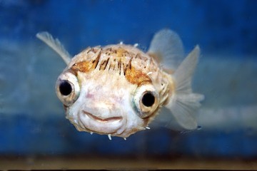 Kugelfisch - Gesicht © Nils