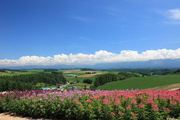Fototapeta premium 美瑛 