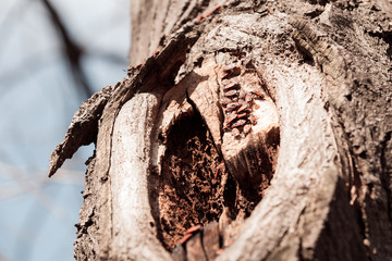 trunk in forest
