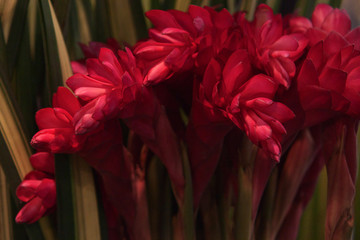 red Heliconia, Alpinia,