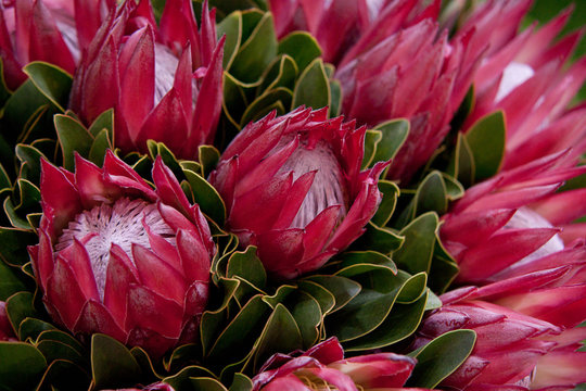red protea