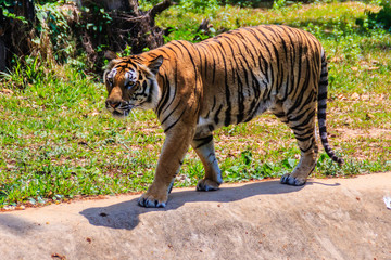 Obraz premium Indochinese tiger, or Corbett's tiger, or Panthera tigris corbetti is walking 