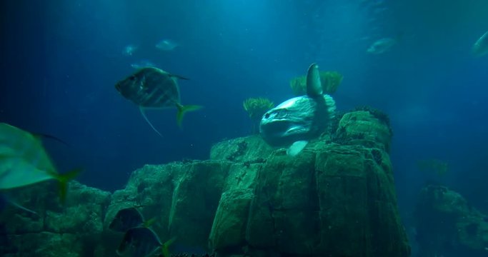 Lookdowns And A Sunfish Around A Reef - Mola mola, Selene vomer