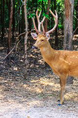 Cute Chital or Spotted Deer doe (Axis axis)