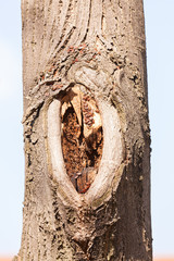 trunk in forest