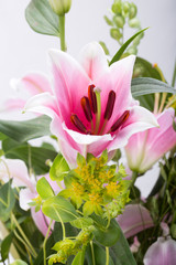 Obraz na płótnie Canvas Close up of pink lily flower