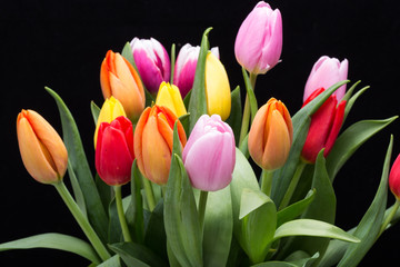 colorful bouquet of fresh spring tulip flowers