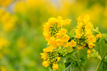 菜の花