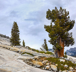 Pine tree, Yosemite National Park, Olmsted Point