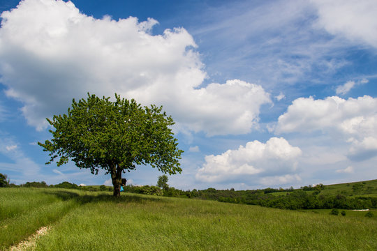 A lone tree in a nice day. perfect background!