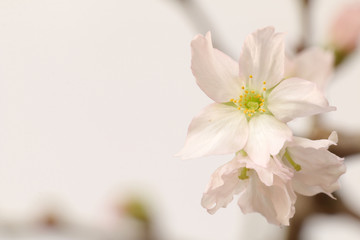Japanese cherry blossom close up