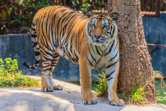 Indochinese tiger, or Corbett's tiger, or Panthera tigris corbet