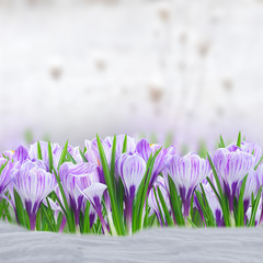 Violet crocus flowers in snow on garden bokeh background