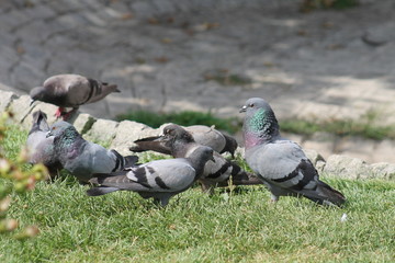 Obraz premium pigeon birds isolated on white background