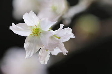 Japanese cherry blossom close up #3