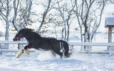 Horses in Winter