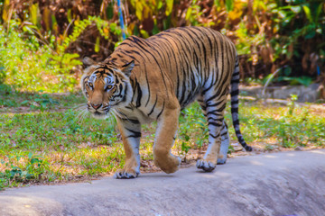 Fototapeta na wymiar Indochinese tiger, or Corbett's tiger, or Panthera tigris corbet
