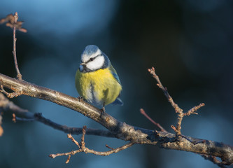 Blue tit (Cyanistes caeruleus).