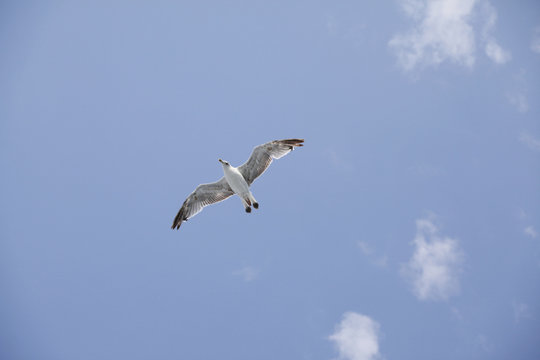 Beautiful seagull soaring in the blue sky
