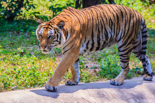 Indochinese tiger, or Corbett's tiger, or Panthera tigris corbet