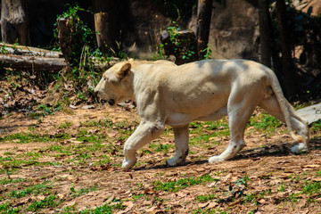 Cute white lion in the forest