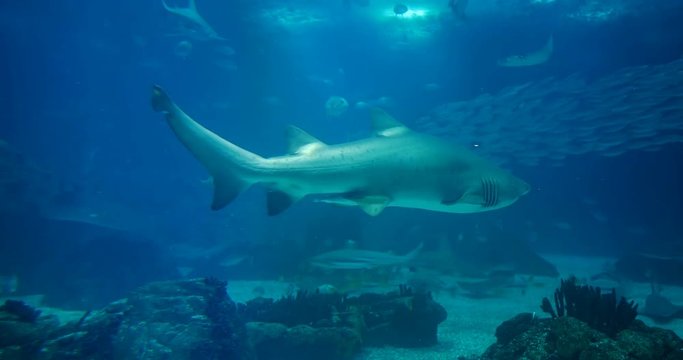 Amazing, Huge Sandtiger Shark - Carcharias Taurus, surrounded by lots of different fishes