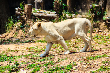 Cute white lion in the forest