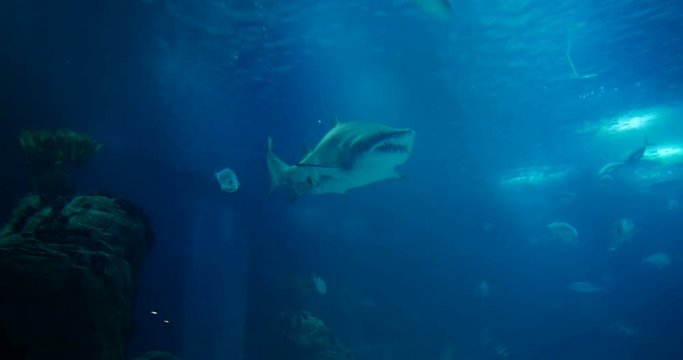 Amazing, Huge Sandtiger Shark - Carcharias Taurus, surrounded by lots of different fishes
